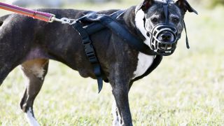 Das Bild zeigt einen braunen American Staffordshire Terrier mit Brustgeschirr und Beißkorb.