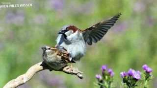 zwei Vögel aufeinander, die auf einem Ast sitzen